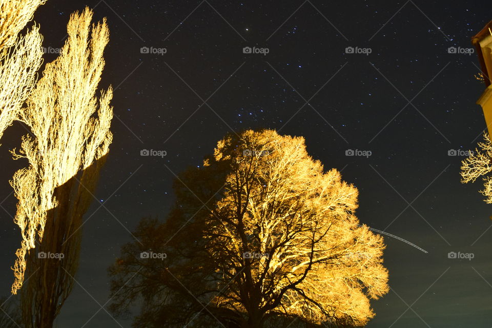 Low angle view of trees