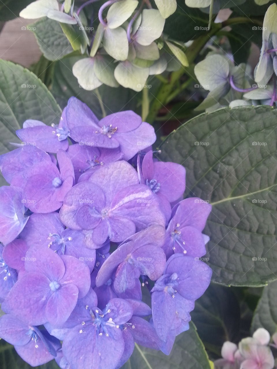 Multi-Purple Flowers