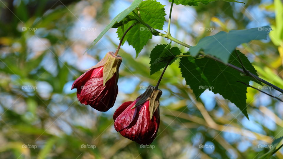 Two red flowers on a Flowering Maple tree