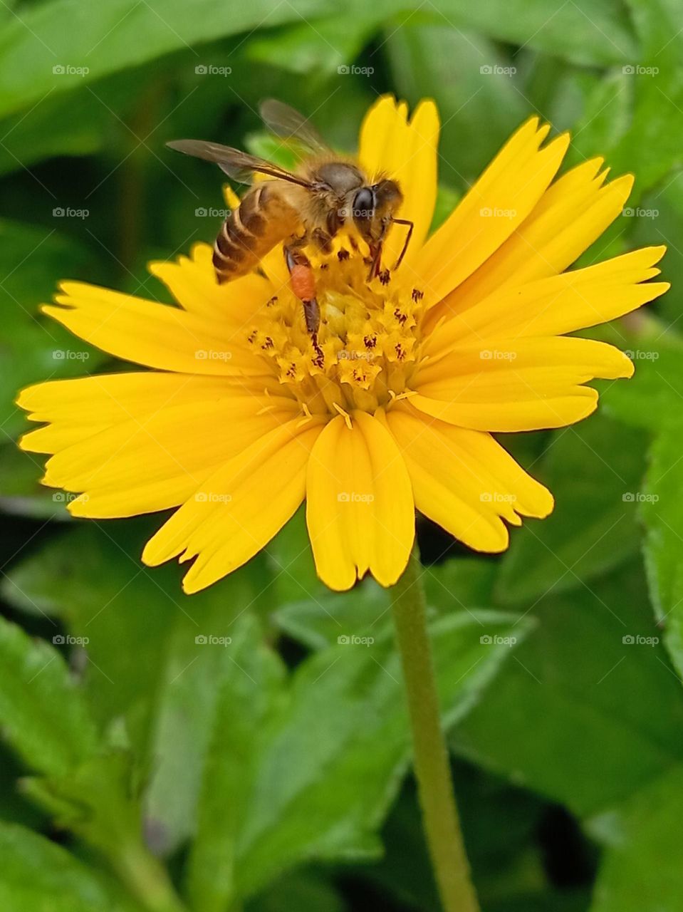 Bee pollinating