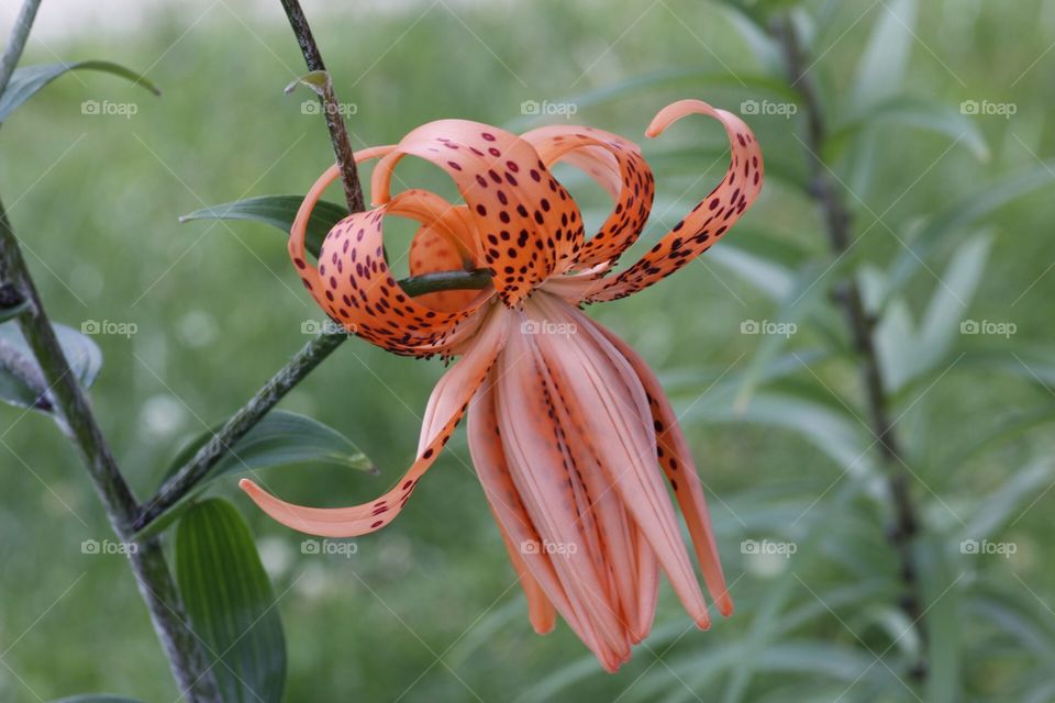 Tiger lily