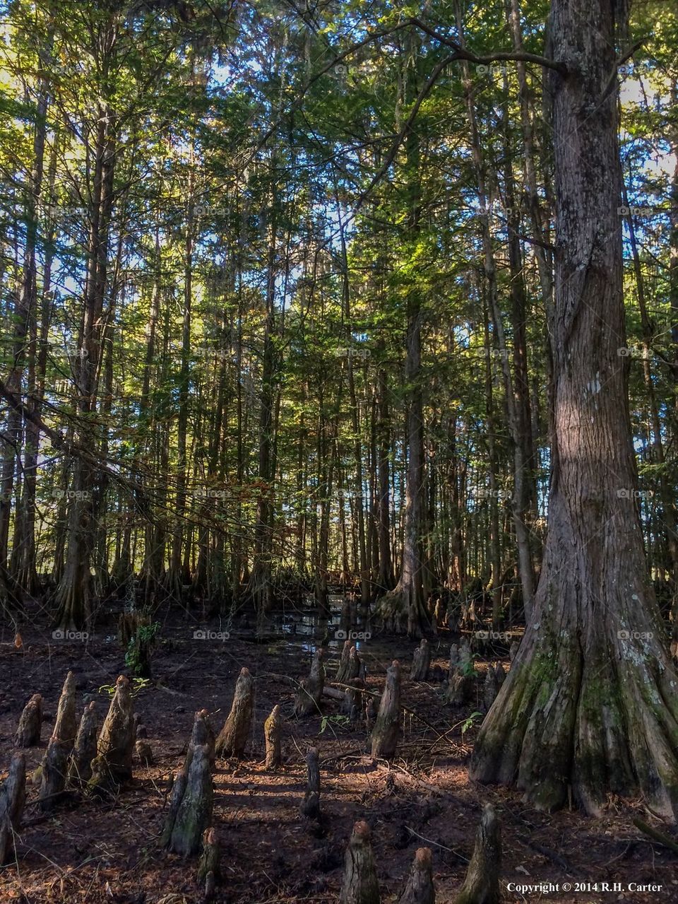 Cypress Swamp