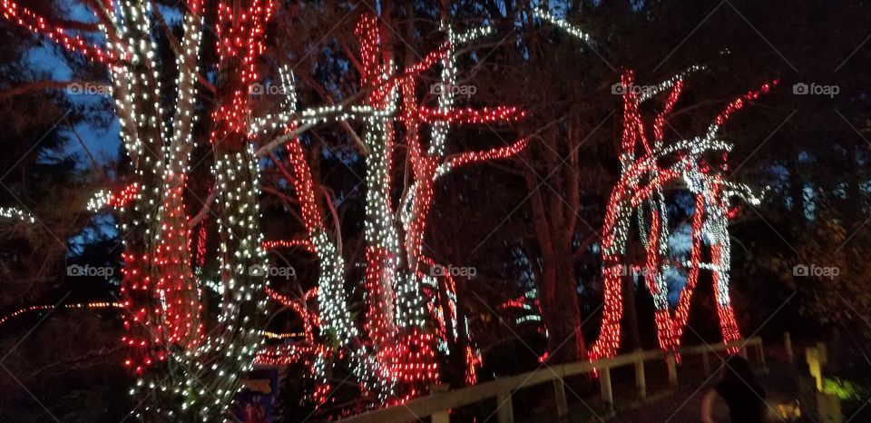 holiday lighting in the park