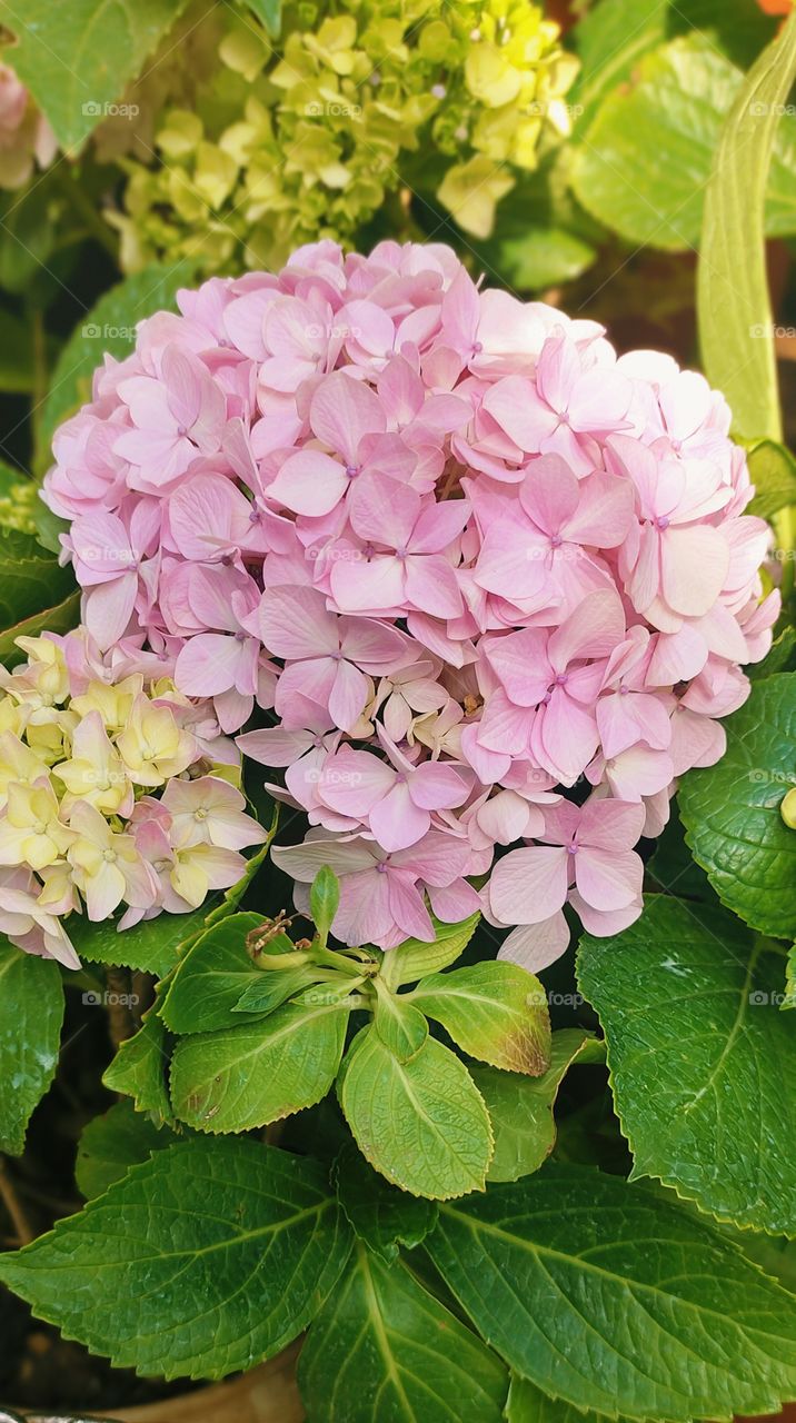 French hydrangea