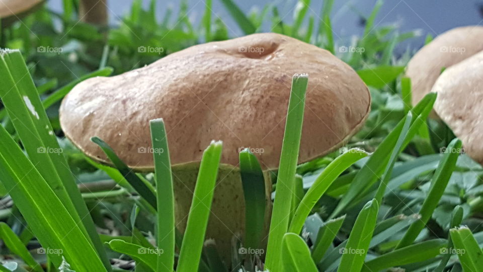 Close-up of mushroom