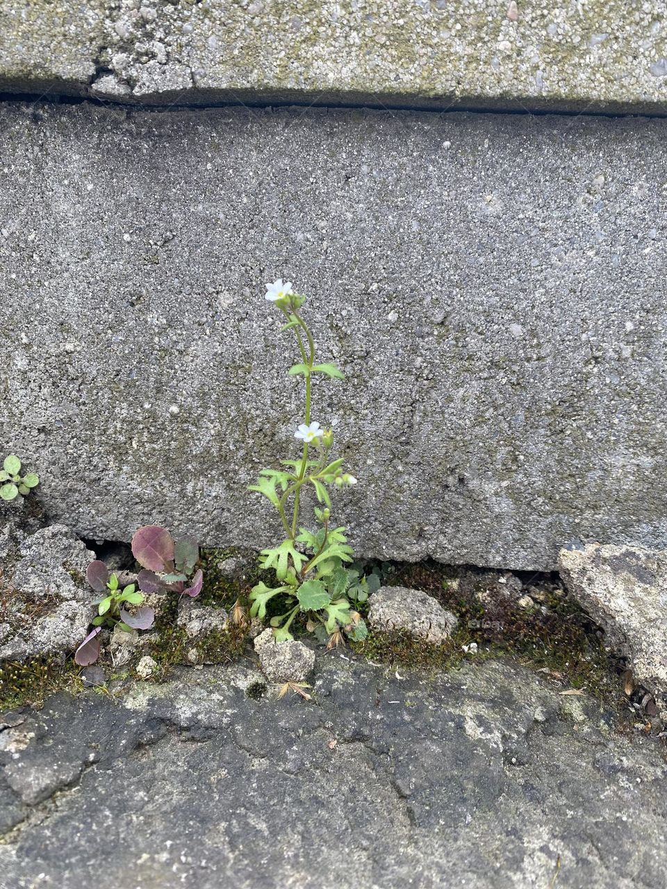 Mauerblümchen 