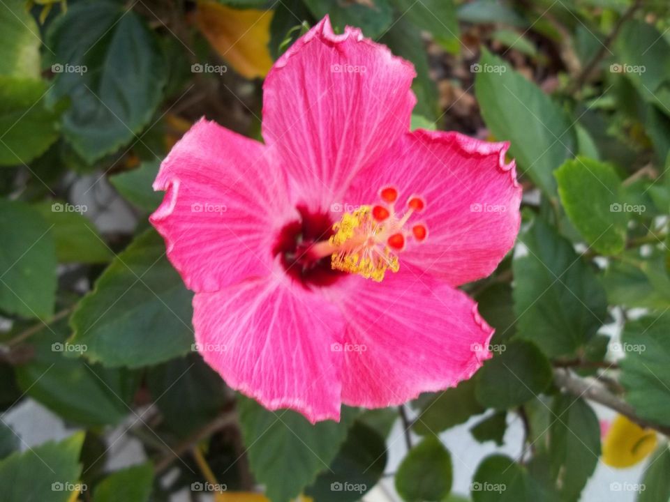 Jamaican pink hibiscus