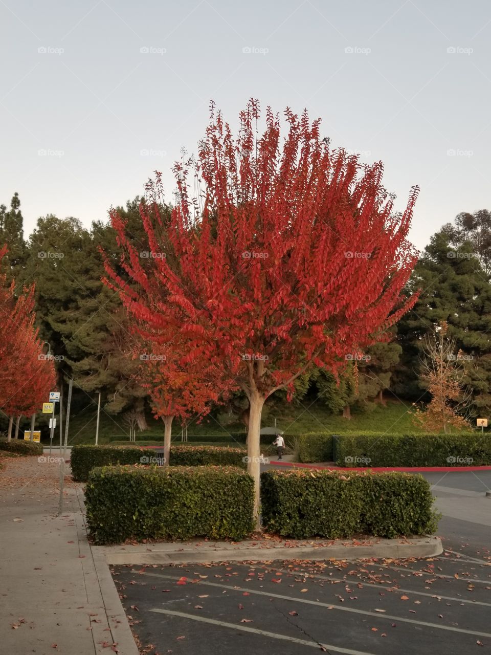 Red leaves in Autumn.
Solo tree in the middle of a suburban parking lot.