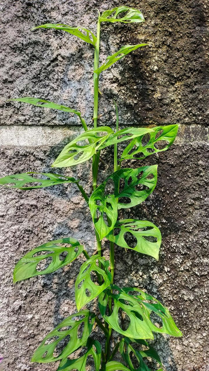 Monstera adansonii, know as Swiss cheese plant can creeping on the wall and on the ground.