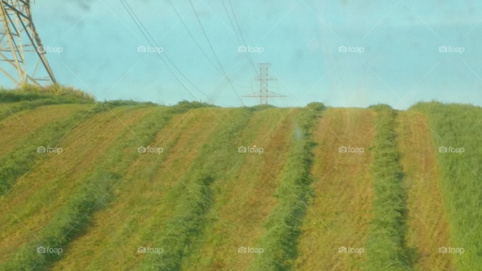 A Mid Summer's Day Dream