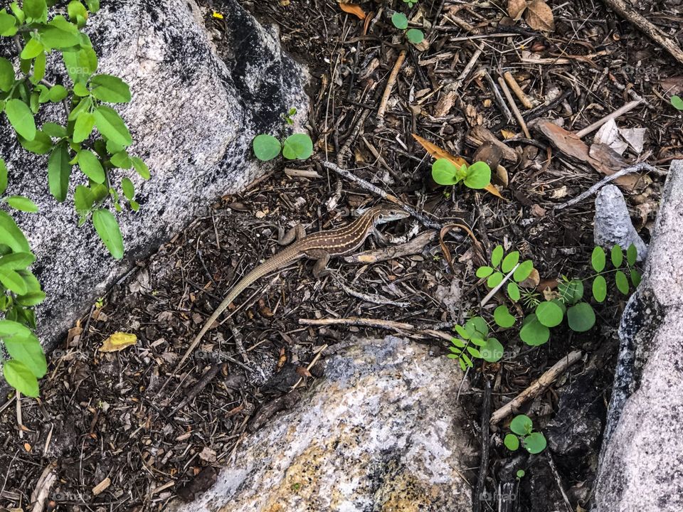 Nature / Wildlife - Lizard 