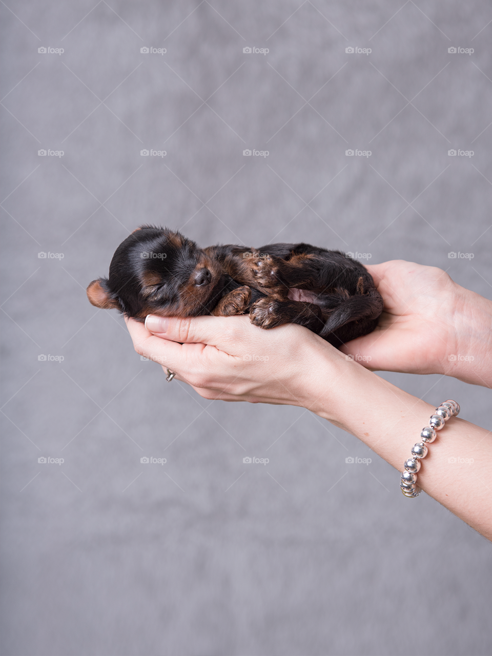 Newborn dog