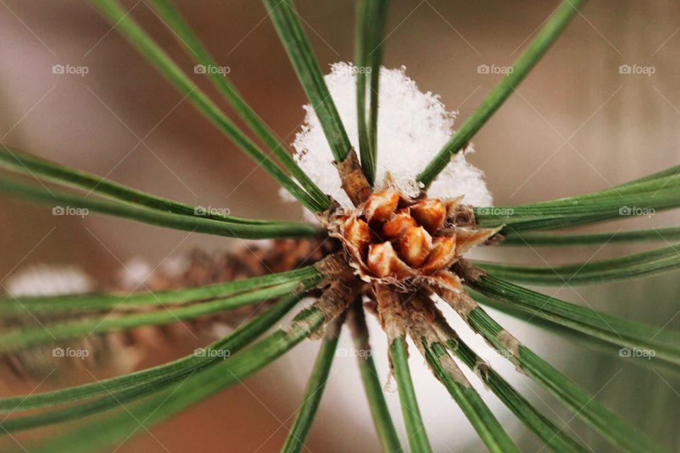 Close-up of a pine cone