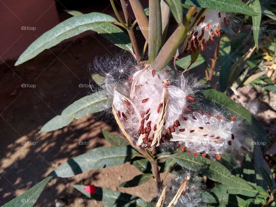 seeds from flowers