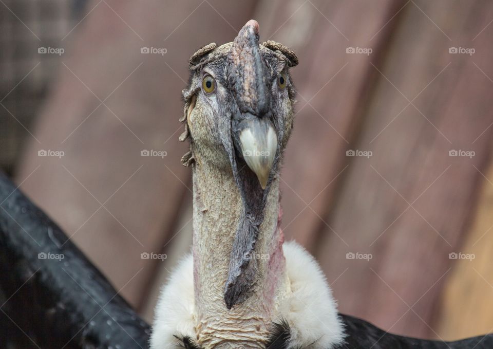 portrait of andean condor