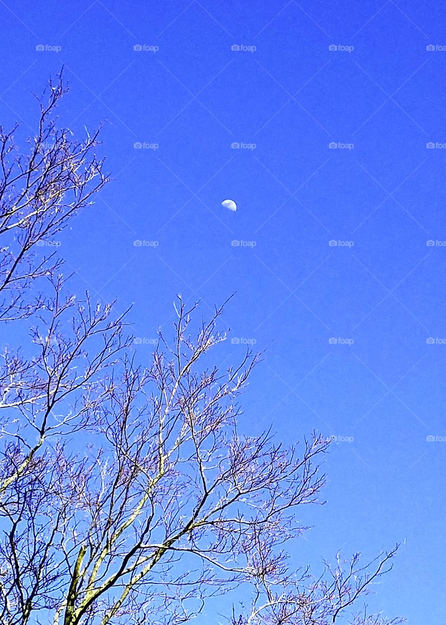Half moon in daytime sunny sky, tree branches ready to bud. Spring is on its way, sky is very deep blue with that white moon. It's beautiful!