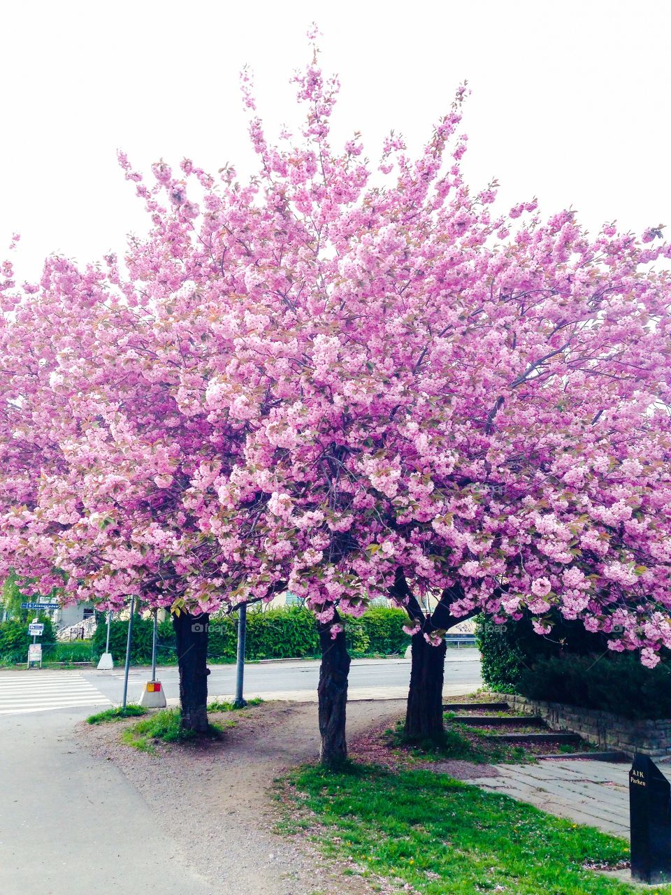 pink cherry blossom trees