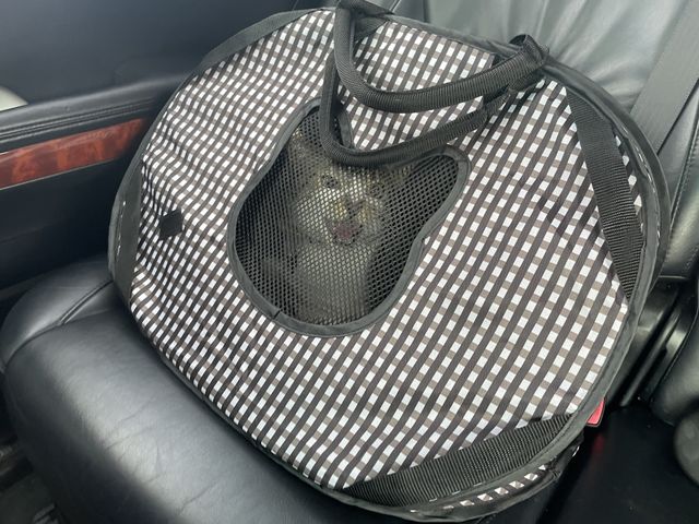 Meow 
