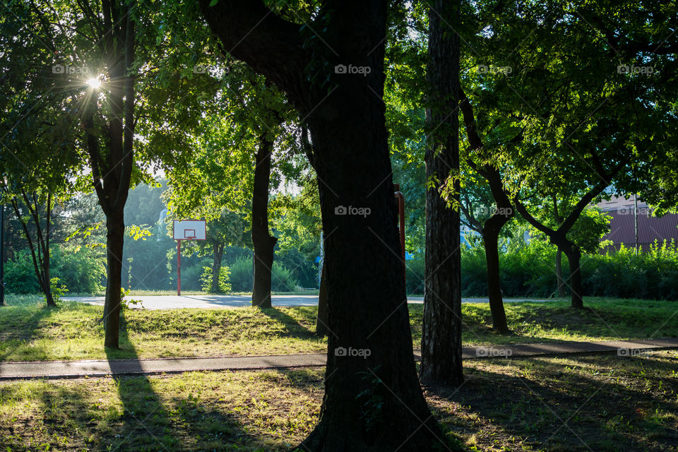 Sunrise in forest