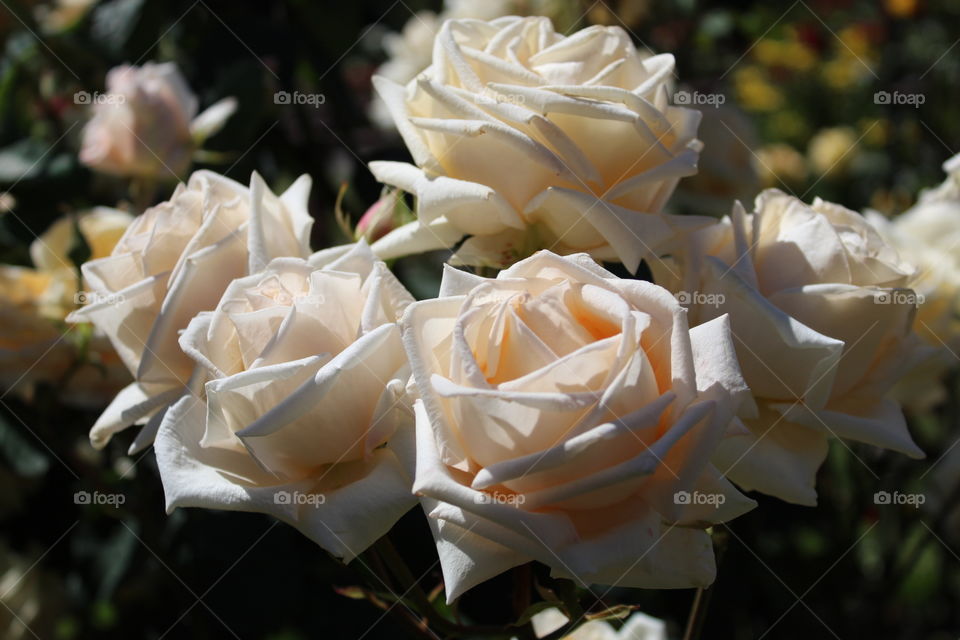 white roses from the Tacoma rose garden