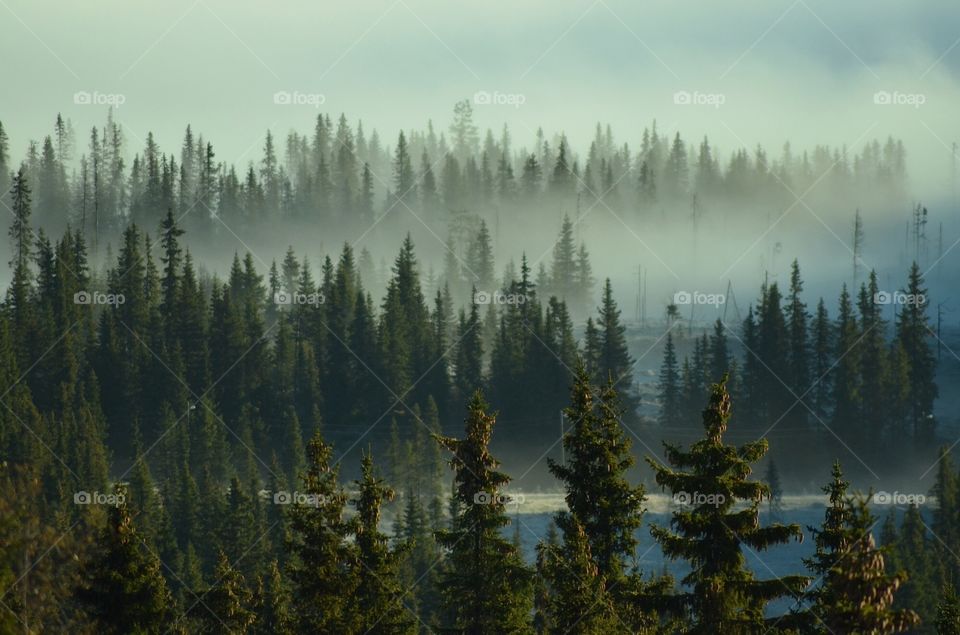 No Person, Wood, Conifer, Snow, Outdoors