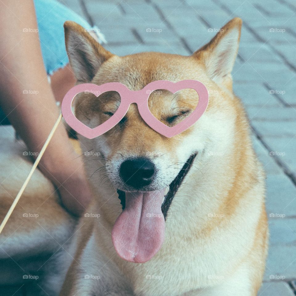 Shiba inuin a heart shape glasses