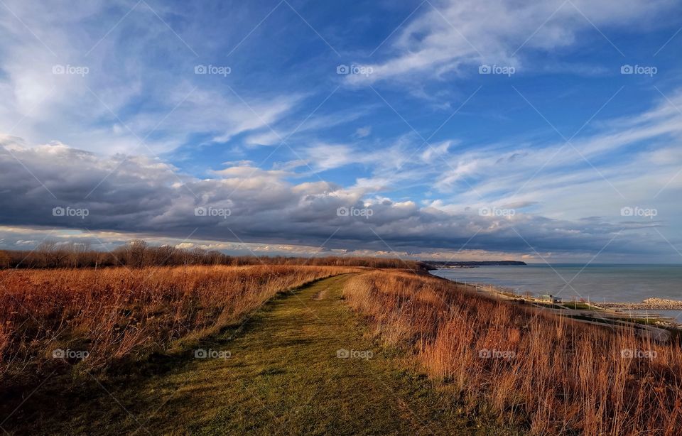 Dry grass on field against cloudy sky