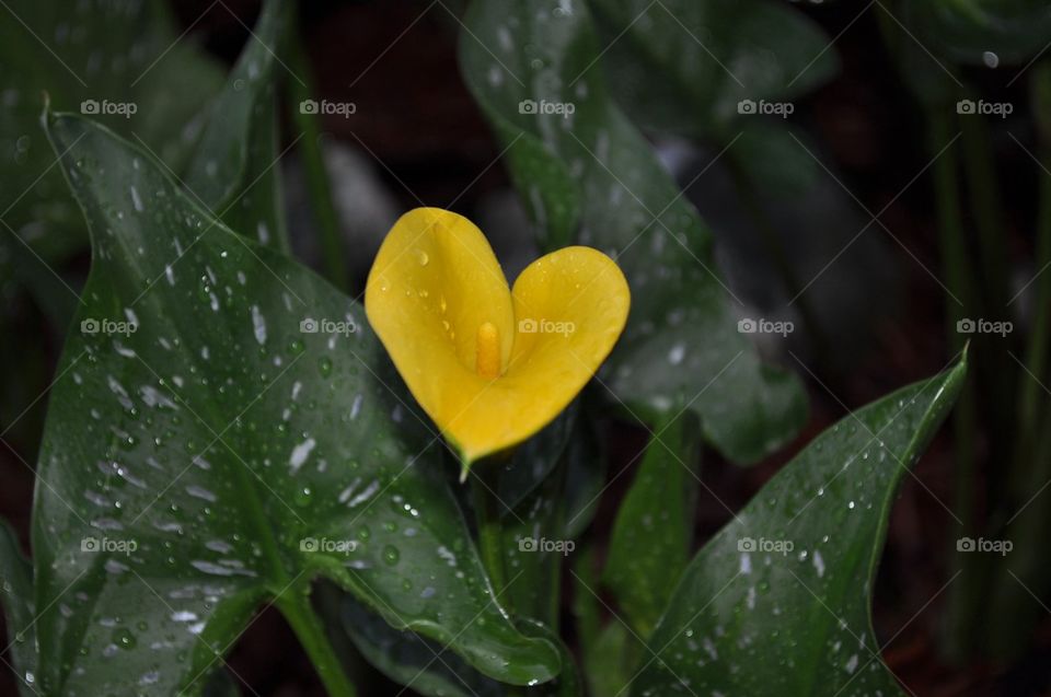 Yellow flower