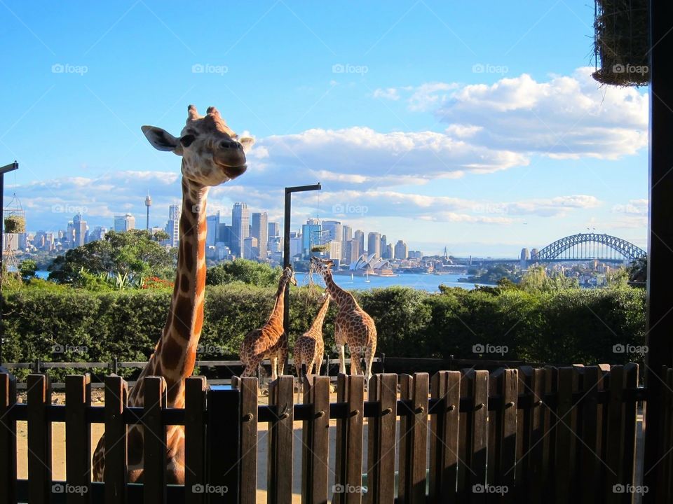 Taronga Zoo, Sydney, Australia 