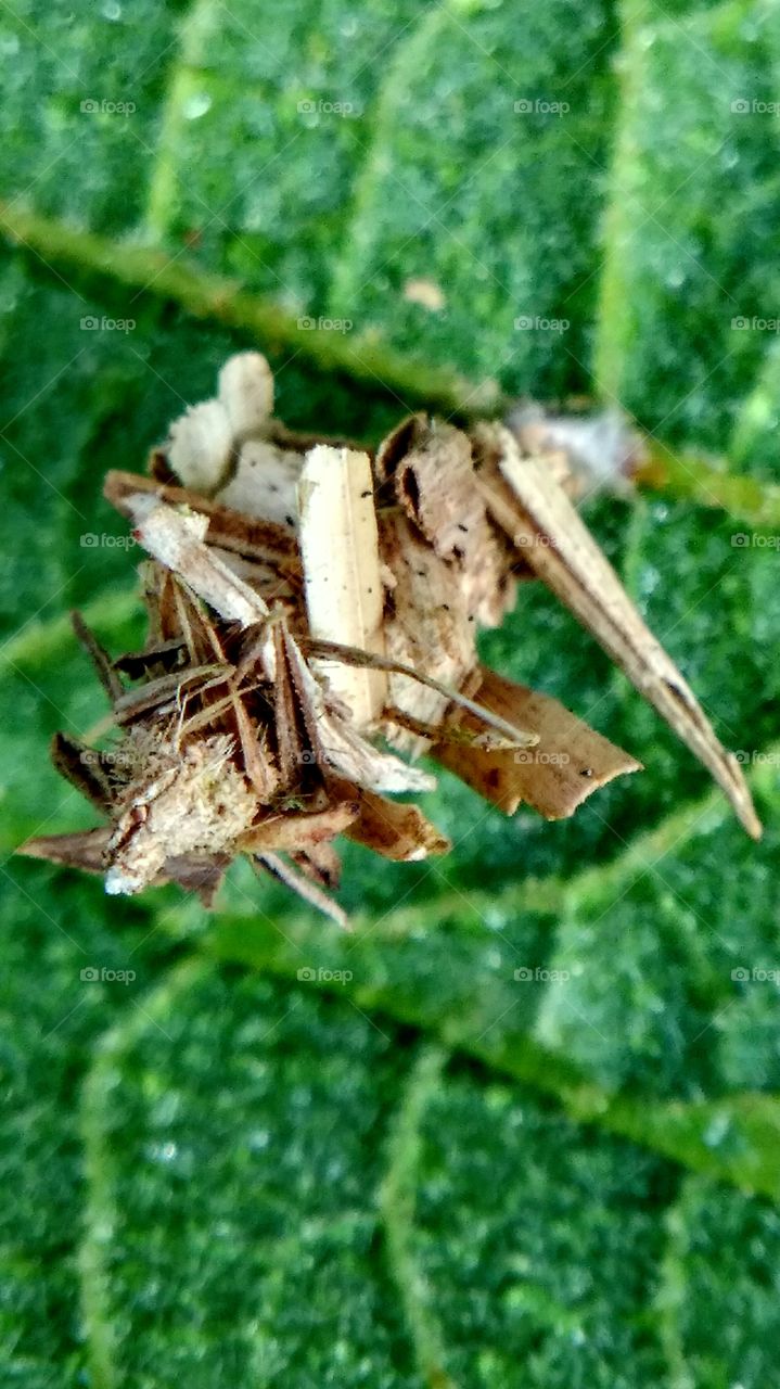 natural architecture