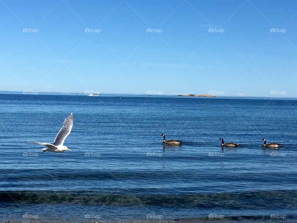 Birds by seaside 