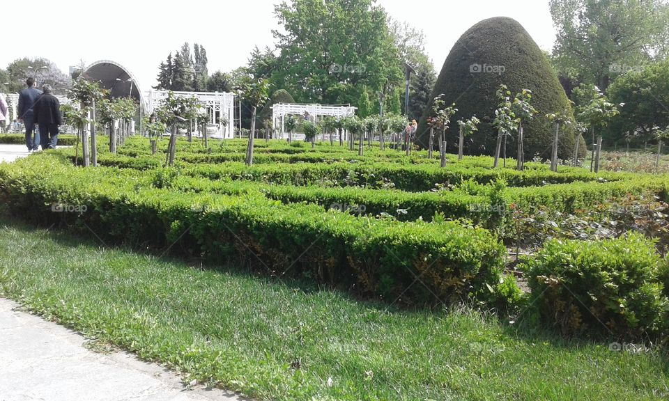 Hedge in the park