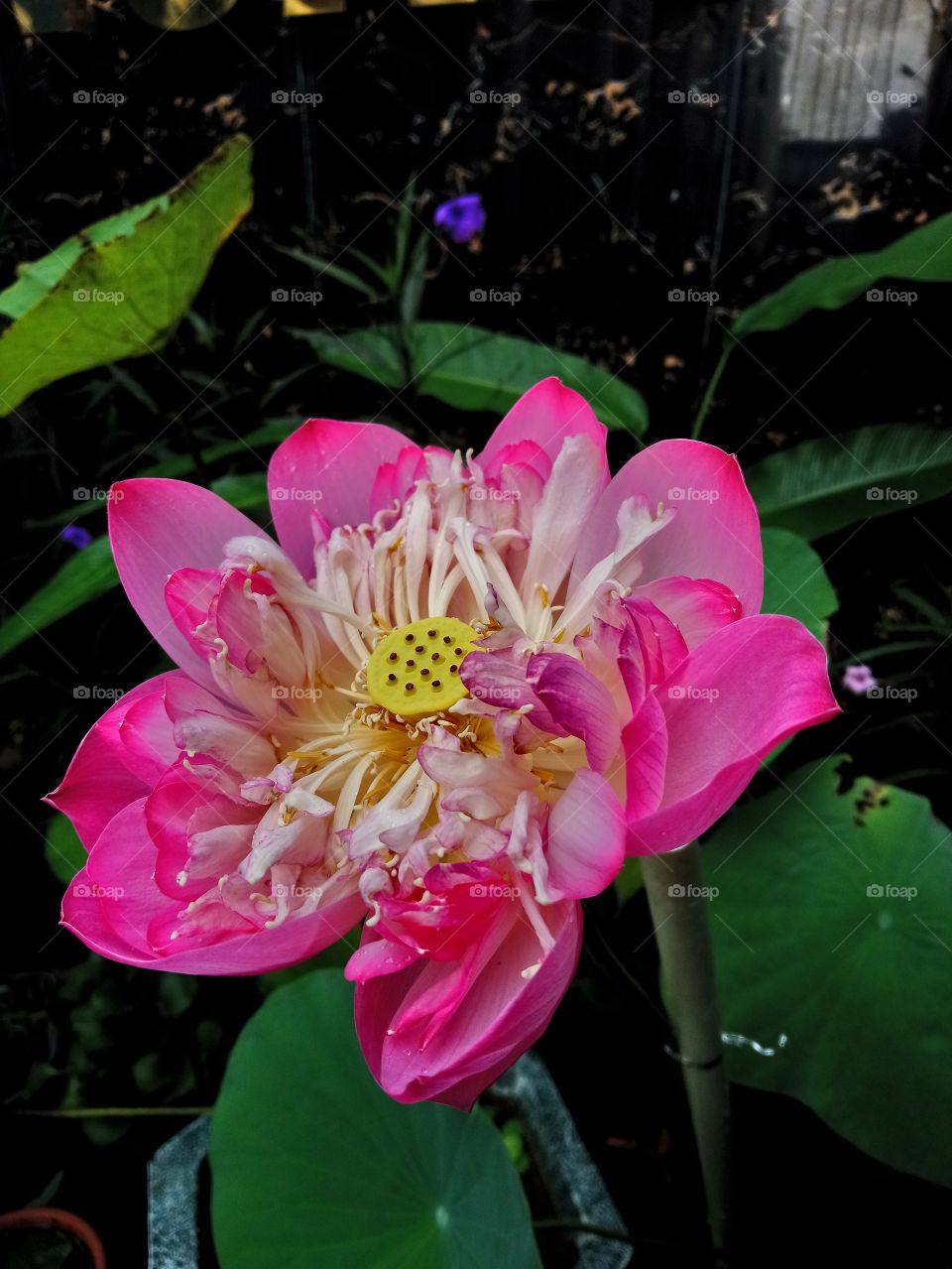 sen thailand flower