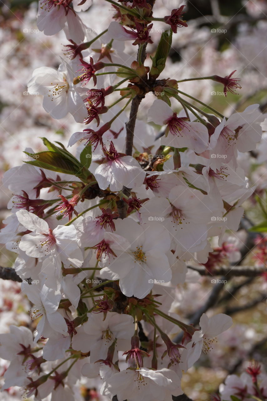 Cherry bllssums in Japan