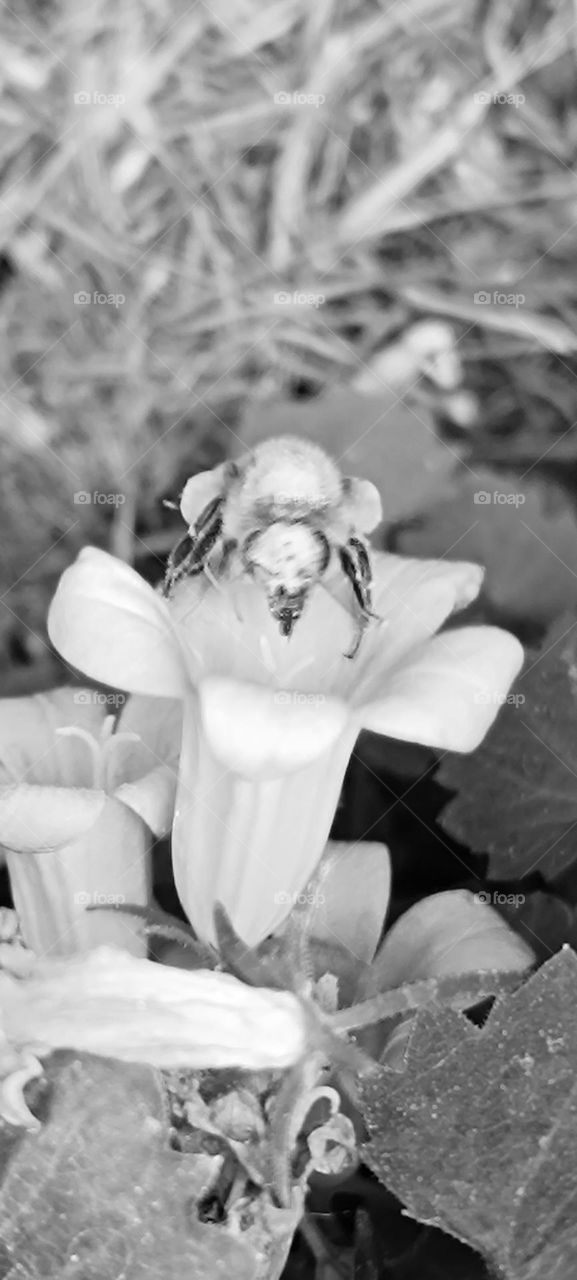 Bee and bumblebee foraging