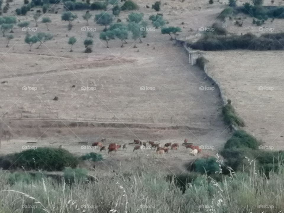 Far away cows