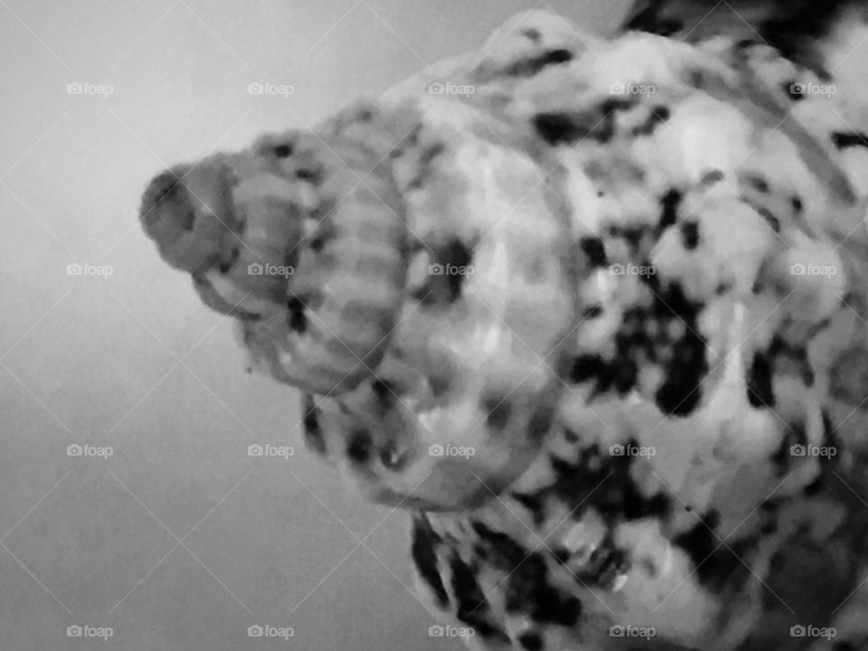Conch shell black and white