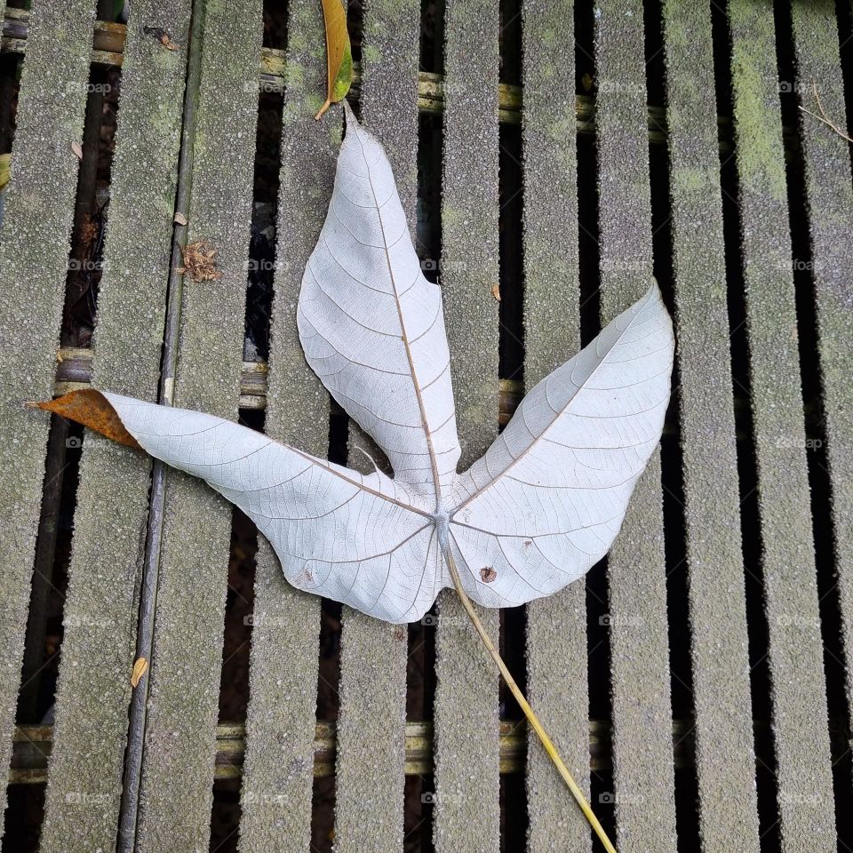 White underside of a fallen leaf