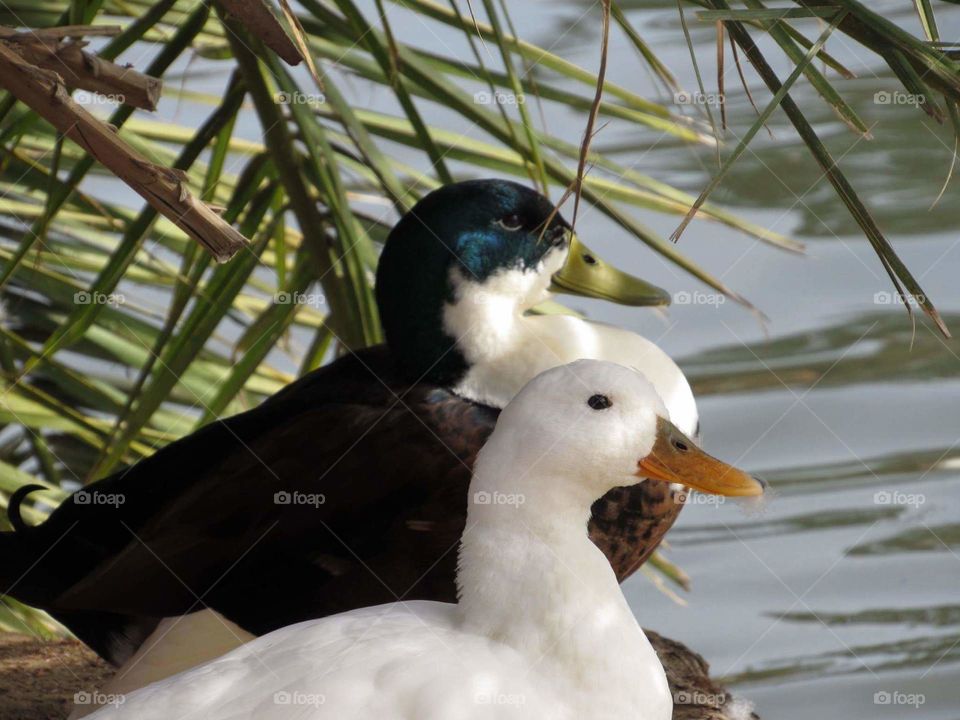 Pair of ducks