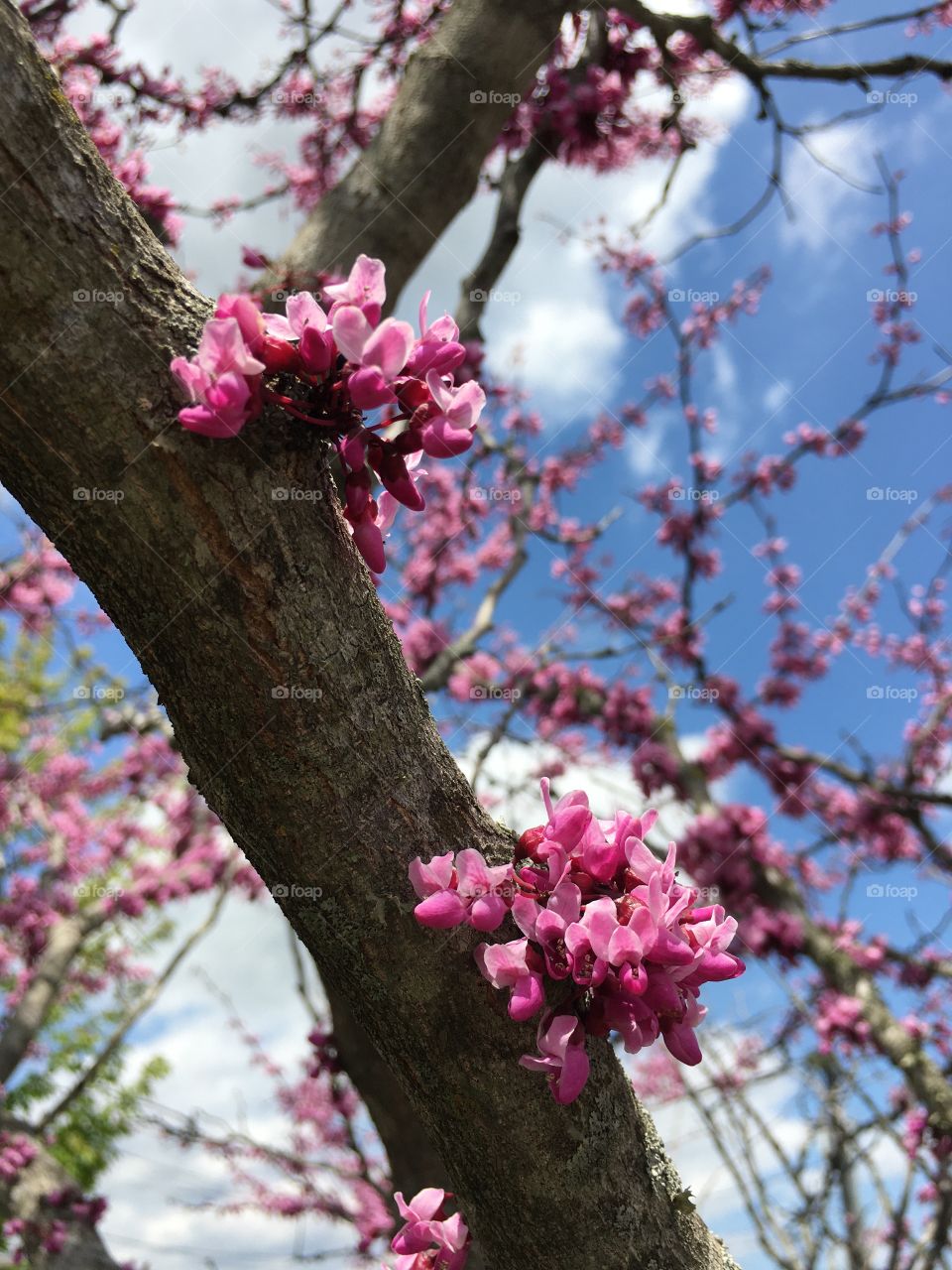 American Redbud