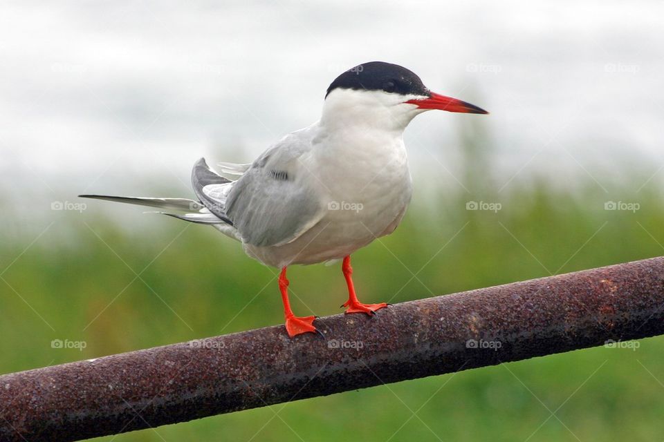 Common tern