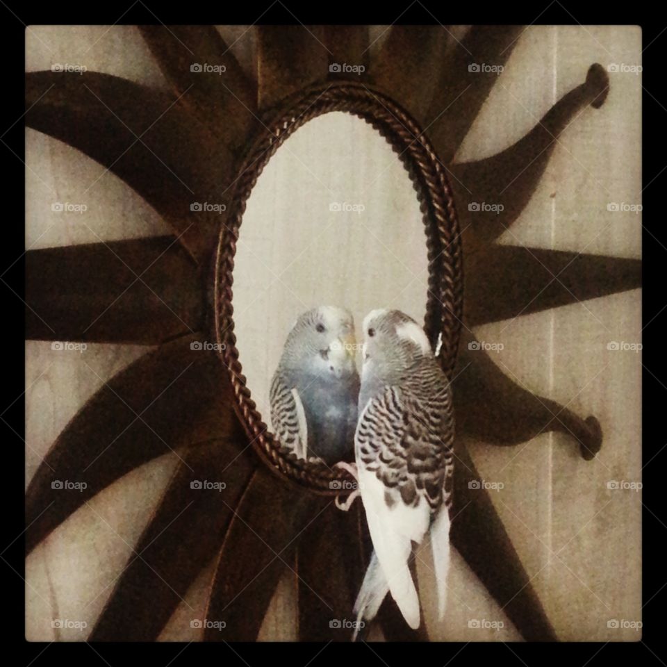 polly loves polly. The bird is obsessed with its own reflection. Every time it's out of the cage it goes right to the mirror