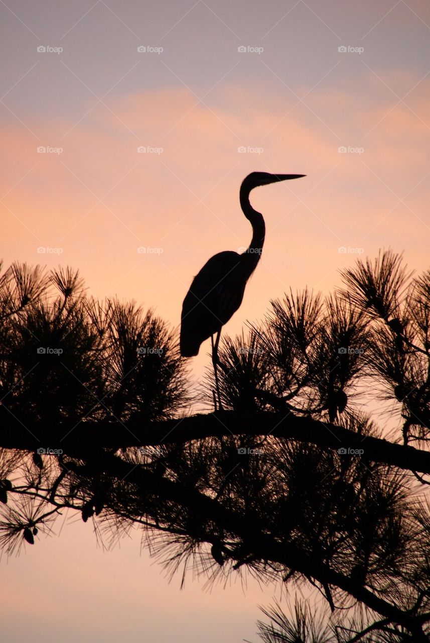 Silhouette of heron during sunset