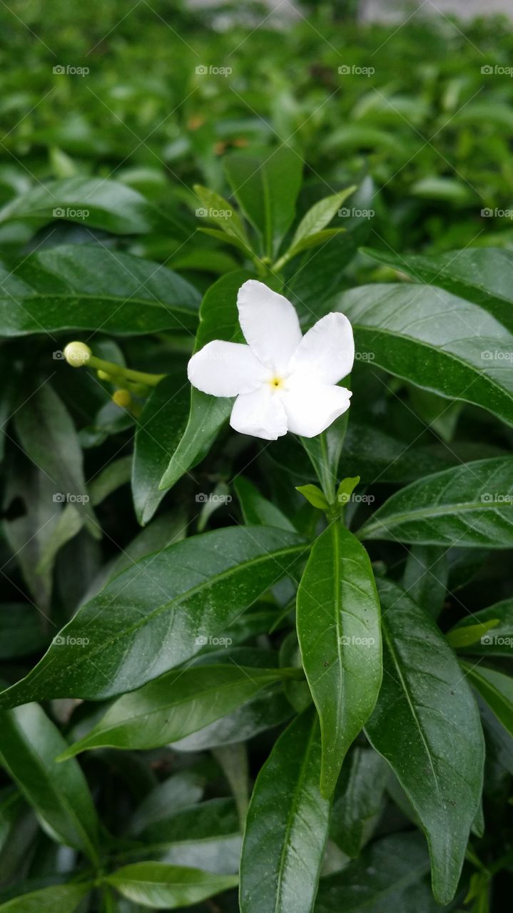 Flores branca, folhas verde