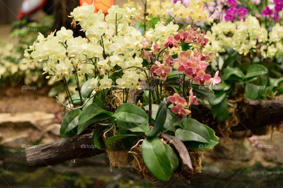 orchids