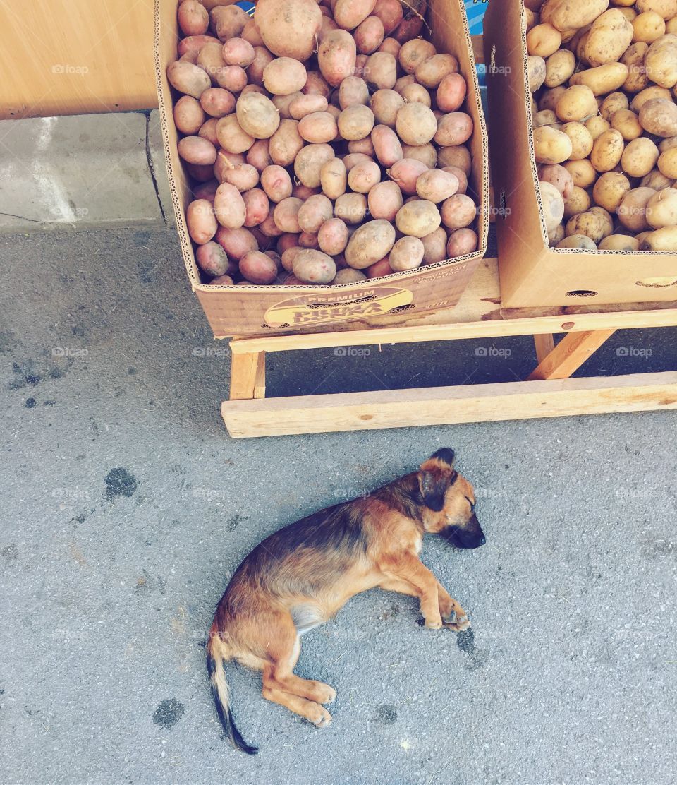 Puppy sleeping near products in the market 