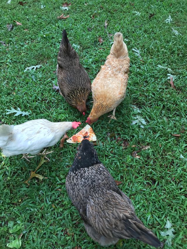 Chicken Pizza Party