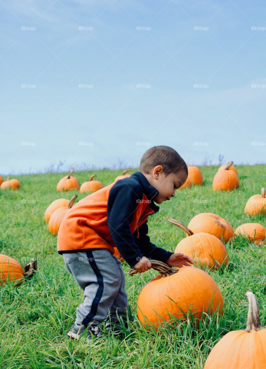 Picking the perfect pumpkin 