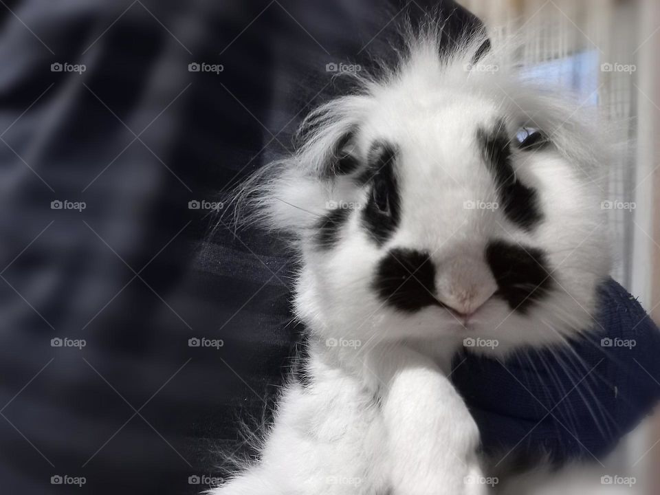 Meet !!! this is our friend Mister rabbit, he is very smart and a little shy, big and fluffy !!!