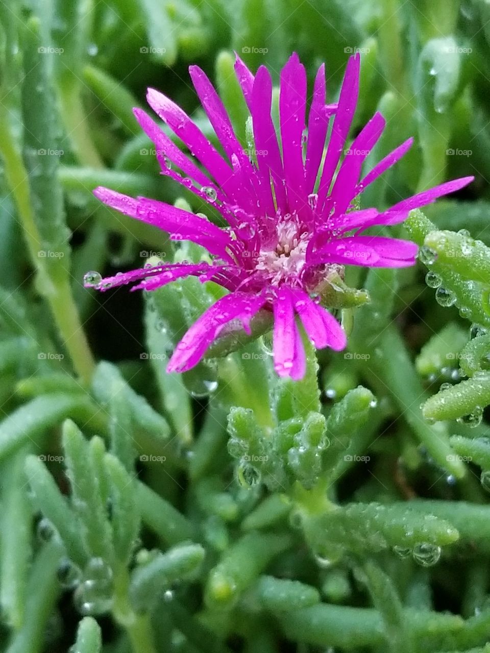 purple flower in lush green surroundings